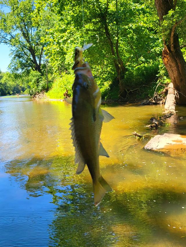 A largemouth bass on the line above a sunlit river
